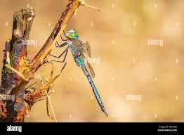 Attēlu rezultāti vaicājumam “Anax parthenope”