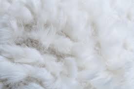 Image result for white rabbit skin texture