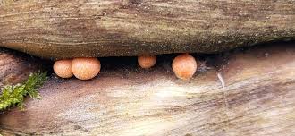 Attēlu rezultāti vaicājumam “Lycogala sp.”