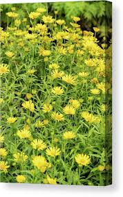 Image result for Buphthalmum salicifolium