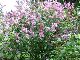 Image result for flieder