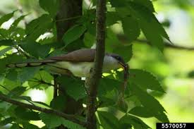 Image result for Coccyzus erythropthalmus