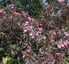 Attēlu rezultāti vaicājumam “Rosa majalis”