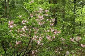 Attēlu rezultāti vaicājumam “Rhododendron periclymenoides flower”