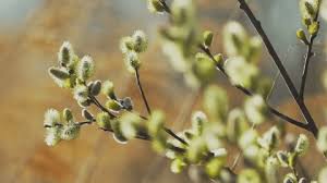 Attēlu rezultāti vaicājumam “Hieracium vulgatum bud”