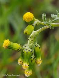 Attēlu rezultāti vaicājumam “Senecio vulgaris flower”