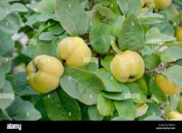 Attēlu rezultāti vaicājumam “Cydonia oblonga fruit”