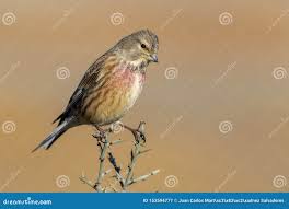 Attēlu rezultāti vaicājumam “Carduelis cannabina male”