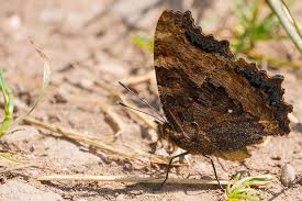 Attēlu rezultāti vaicājumam “Nymphalis polychloros upperside”