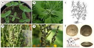 Image result for Chenopodium album