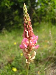 Image result for Onobrychis viciifolia