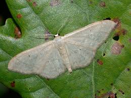 Attēlu rezultāti vaicājumam “Idaea straminata”