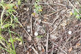 Attēlu rezultāti vaicājumam “Caprimulgus europaeus nest”