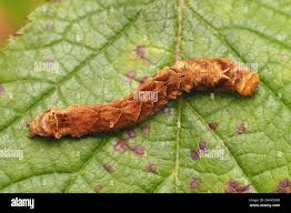 Attēlu rezultāti vaicājumam “Thyatira batis larva”