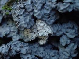 Attēlu rezultāti vaicājumam “Diderma chondrioderma”