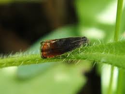 Attēlu rezultāti vaicājumam “Pammene rhediella”