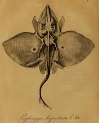 Image result for Dipturus batis