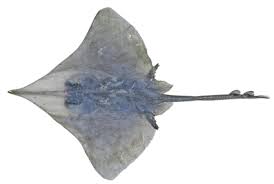 Image result for Dipturus laevis