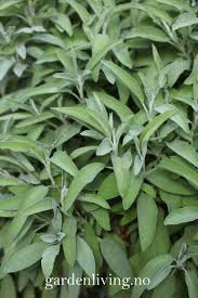 Image result for Salvie