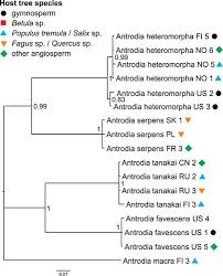 Attēlu rezultāti vaicājumam “Antrodia macra”