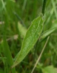 Attēlu rezultāti vaicājumam “Lapsana communis fruit”