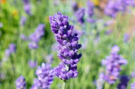 Attēlu rezultāti vaicājumam “Lavandula angustifolia bud”