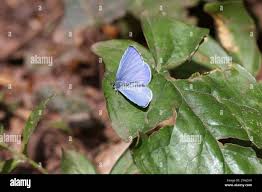 Attēlu rezultāti vaicājumam “Celastrina argiolus male”