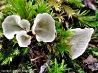 Attēlu rezultāti vaicājumam “Arrhenia retiruga”