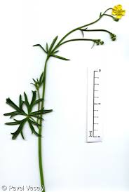 Attēlu rezultāti vaicājumam “Ranunculus acris”