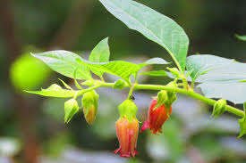 Image result for beladona