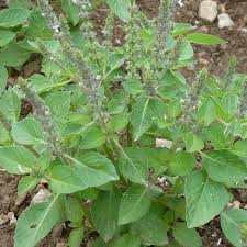 Image result for Basilikum