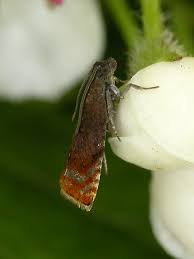 Attēlu rezultāti vaicājumam “Pammene rhediella”