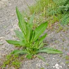 Attēlu rezultāti vaicājumam “Dipsacus fullonum”