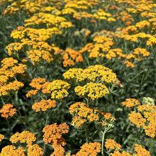 Image result for Achillea millefolium