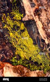 Attēlu rezultāti vaicājumam “Leocarpus sp.”