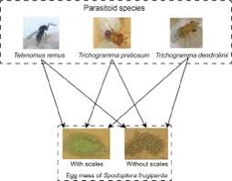 Attēlu rezultāti vaicājumam “Trichoptera egg mass”