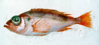 Image result for Sebastes fasciatus