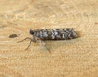 Attēlu rezultāti vaicājumam “Dioryctria abietella”