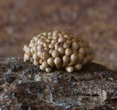 Attēlu rezultāti vaicājumam “Tubifera montana spores”