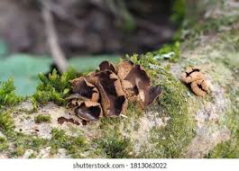 Attēlu rezultāti vaicājumam “Encoelia furfuracea”