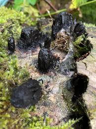 Attēlu rezultāti vaicājumam “Stemonitis lignicola stalked”