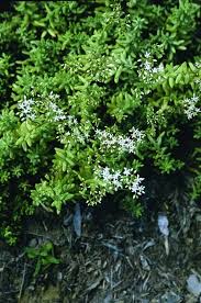 Attēlu rezultāti vaicājumam “Sedum album”