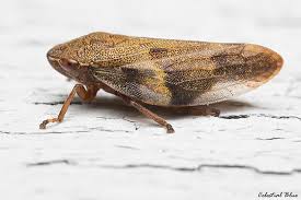 Attēlu rezultāti vaicājumam “Aphrophora alni”