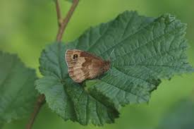 Attēlu rezultāti vaicājumam “Erebia aethiops upperside”