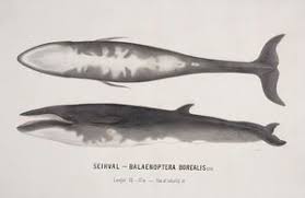 Image result for Balaenoptera borealis