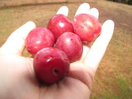Attēlu rezultāti vaicājumam “Prunus cerasifera fruit”