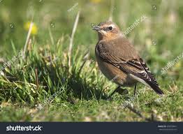 Attēlu rezultāti vaicājumam “Oenanthe oenanthe female”