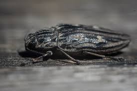 Attēlu rezultāti vaicājumam “Chalcophora mariana”