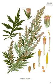 Image result for Artemisia vulgaris