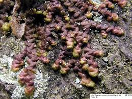 Attēlu rezultāti vaicājumam “Frullania dilatata”